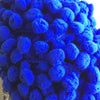 Royal Blue Pom Pom Trim. - StitchKits Crafts